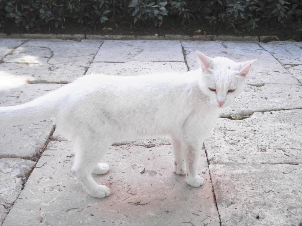 Foto de Attard, Malta