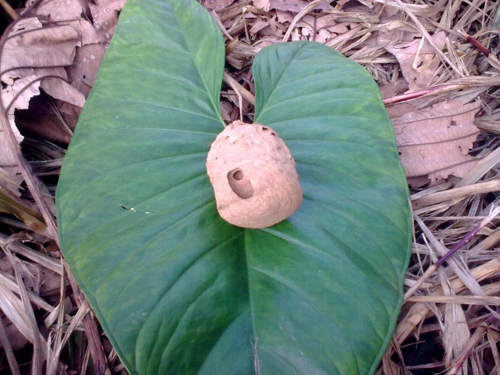 Foto de Shell-Pastaza, Ecuador