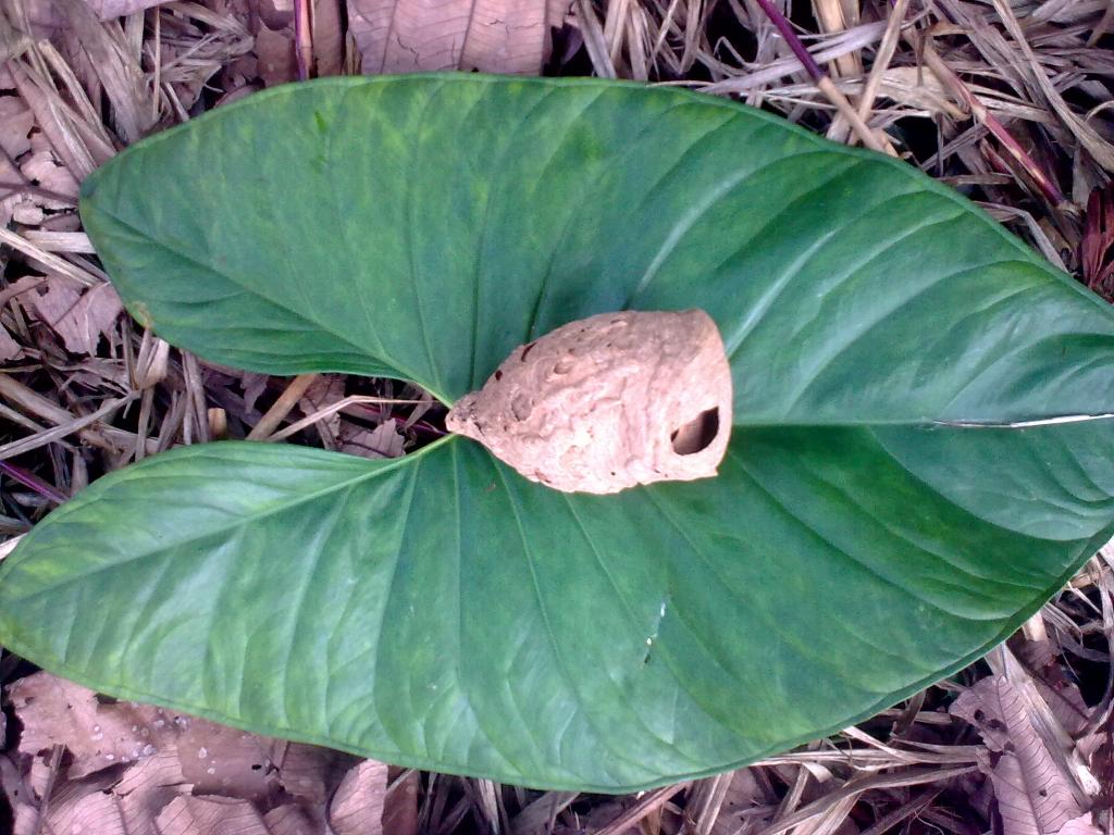 Foto de Shell-Pastaza, Ecuador