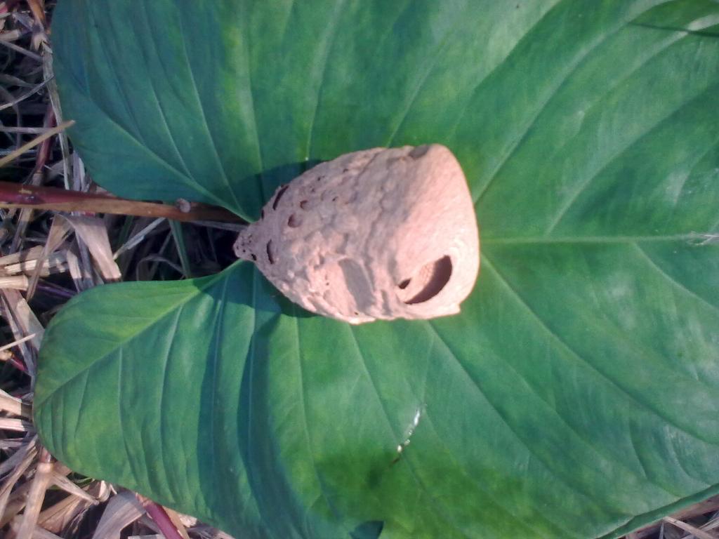 Foto de Shell-Pastaza, Ecuador