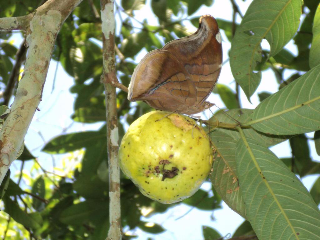 Foto de Upala (Alajuela), Costa Rica