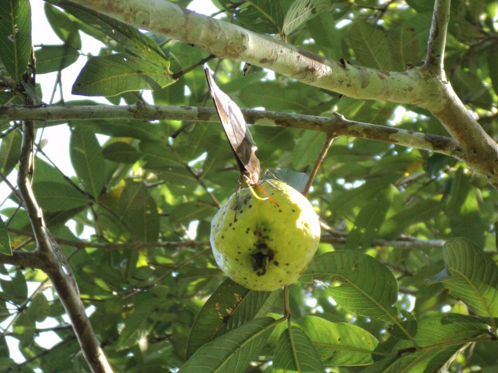 Foto de Upala (Alajuela), Costa Rica