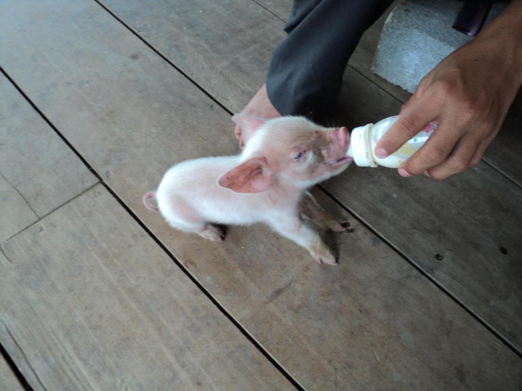 Foto de Upala (Alajuela), Costa Rica