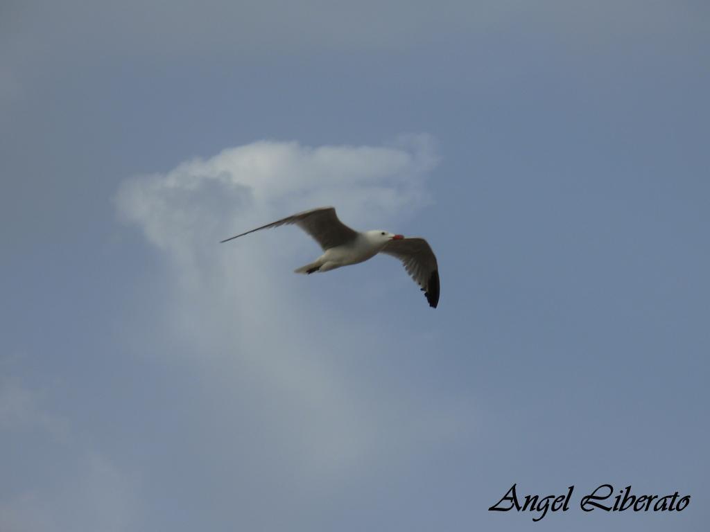 Foto de Peñíscola (Castelló), España