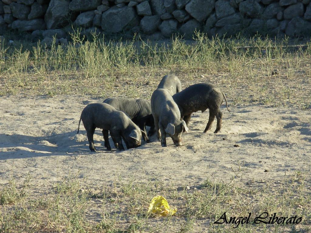 Foto de Villar de Plasencia (Cáceres), España