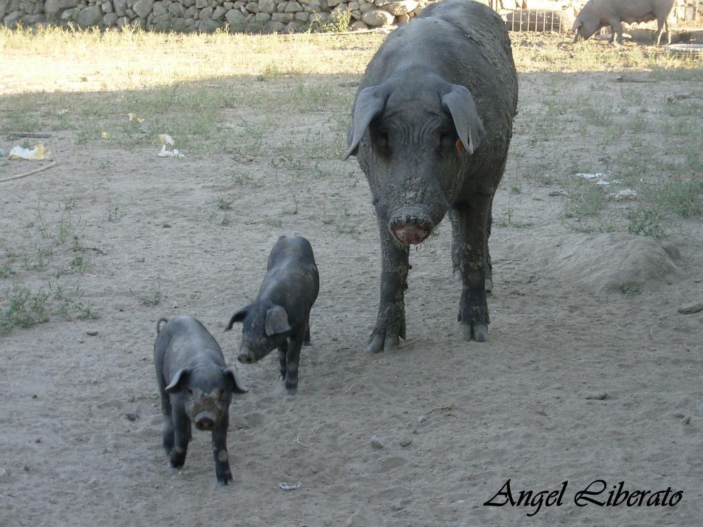 Foto de Villar de Plasencia (Cáceres), España