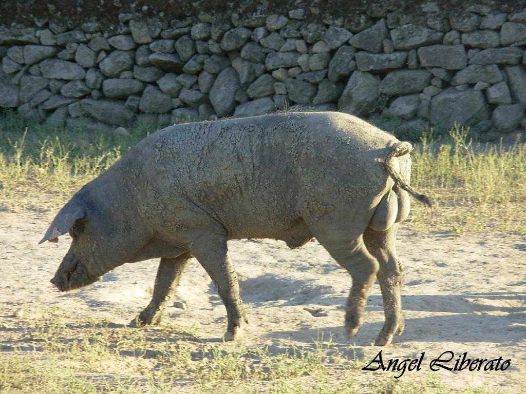 Foto de Villar de Plasencia (Cáceres), España