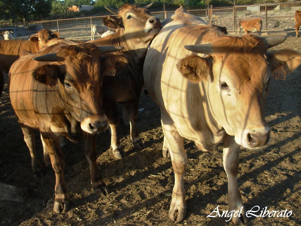 Foto de Villar de Plasencia (Cáceres), España