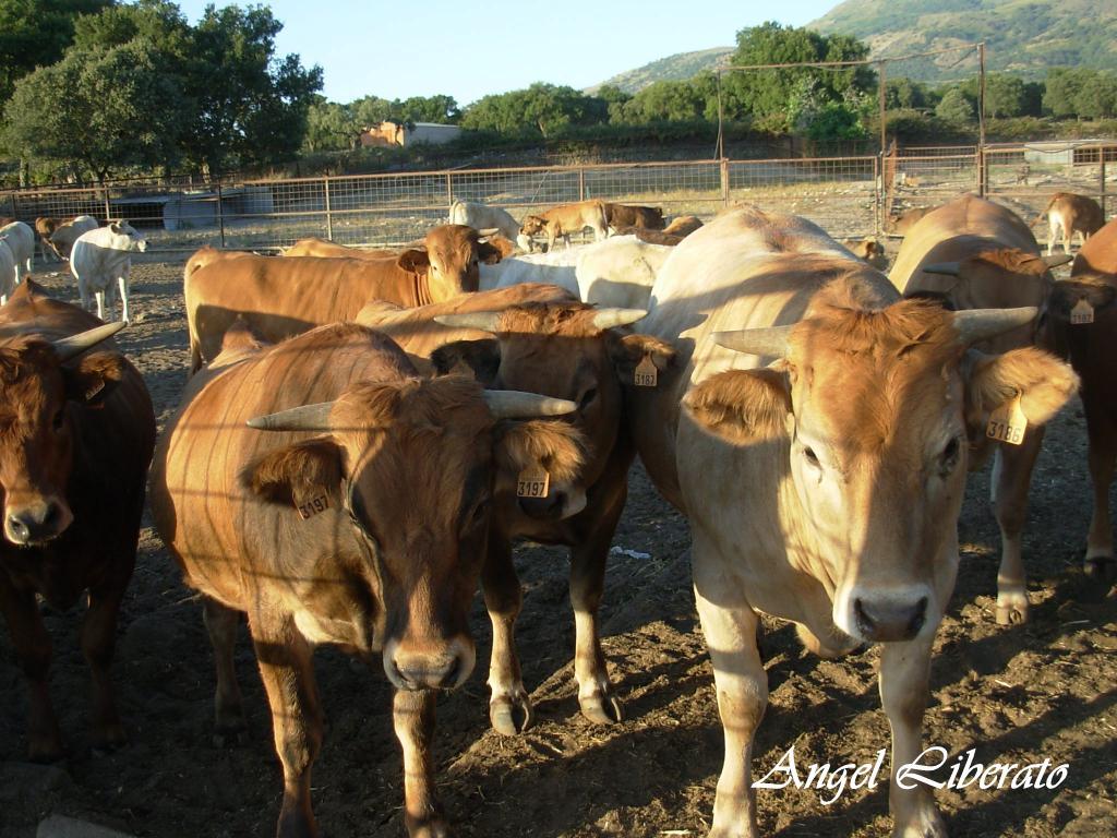Foto de Villar de Plasencia (Cáceres), España