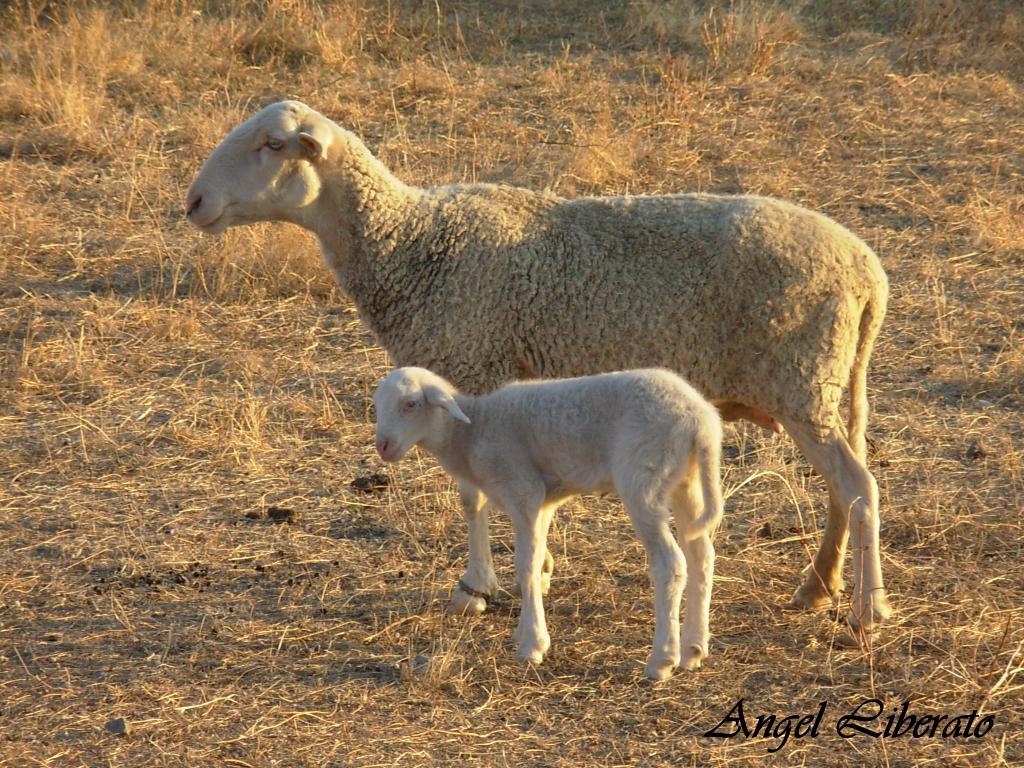 Foto de Villar de Plasencia (Cáceres), España