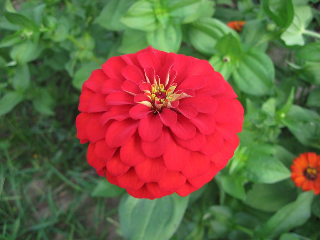 Foto de Sabaneta (Barinas), Venezuela