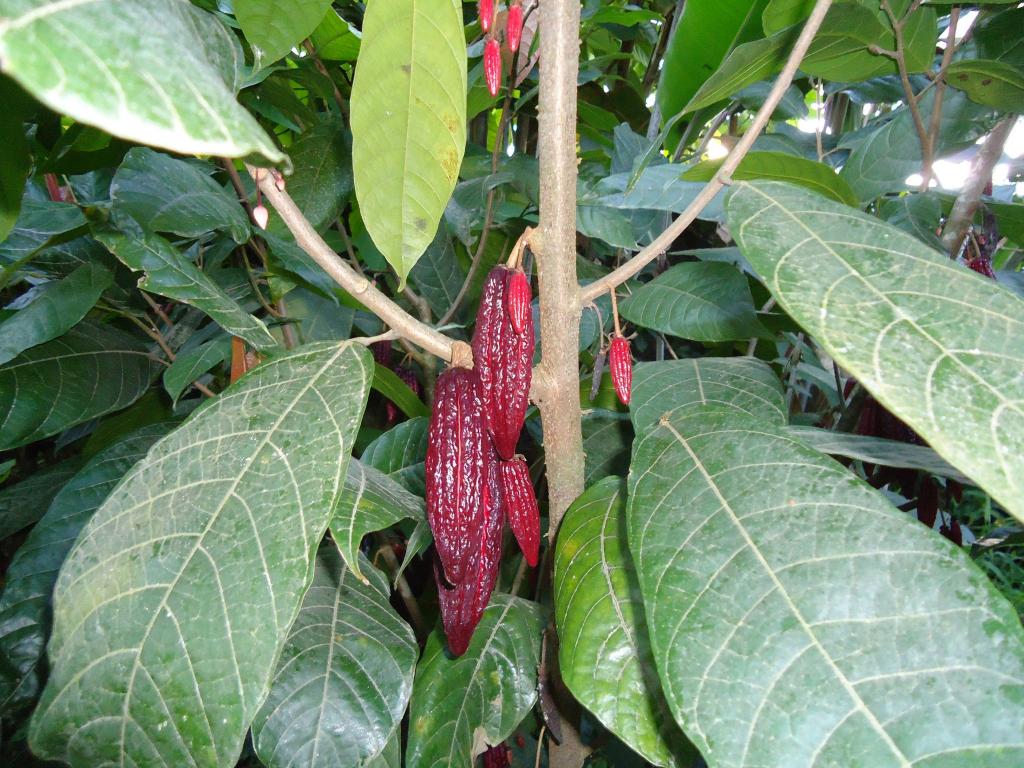 Foto de Shell, Ecuador