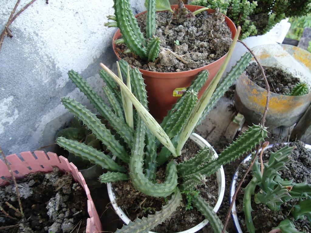 Foto de Shell, Ecuador