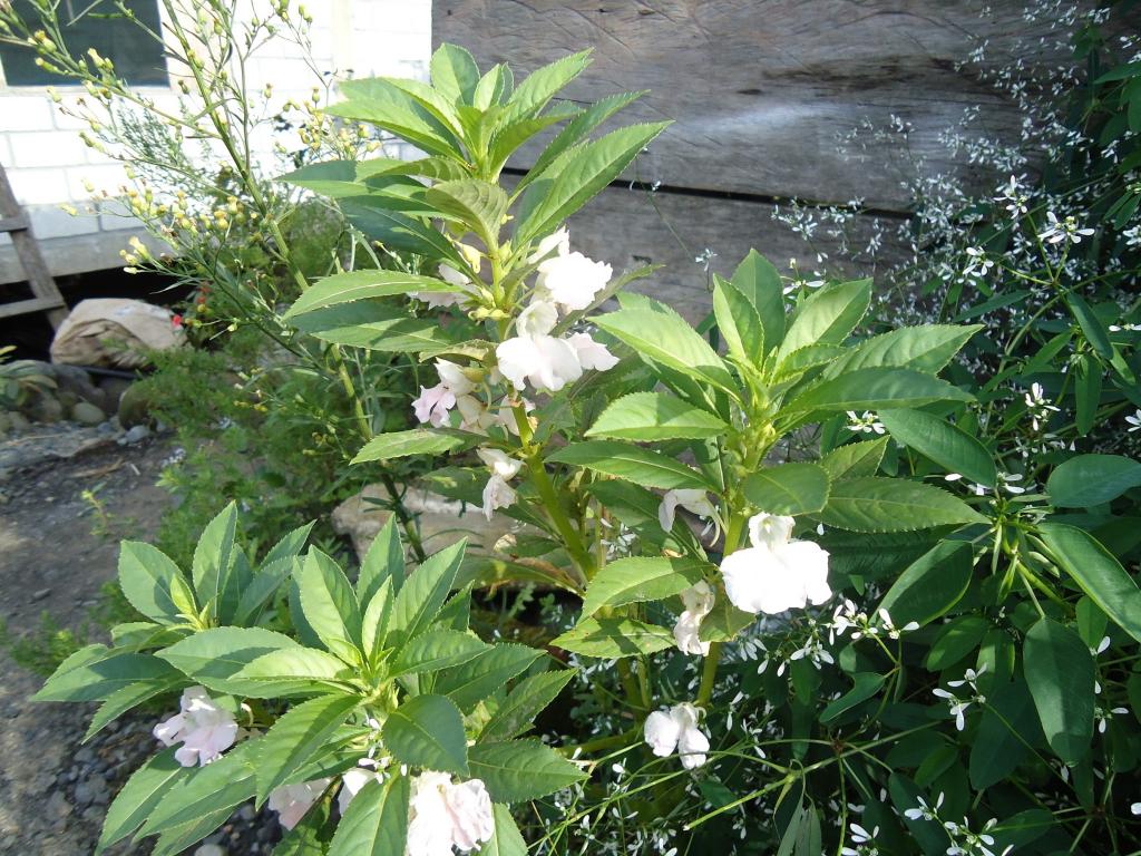 Foto de Shell, Ecuador