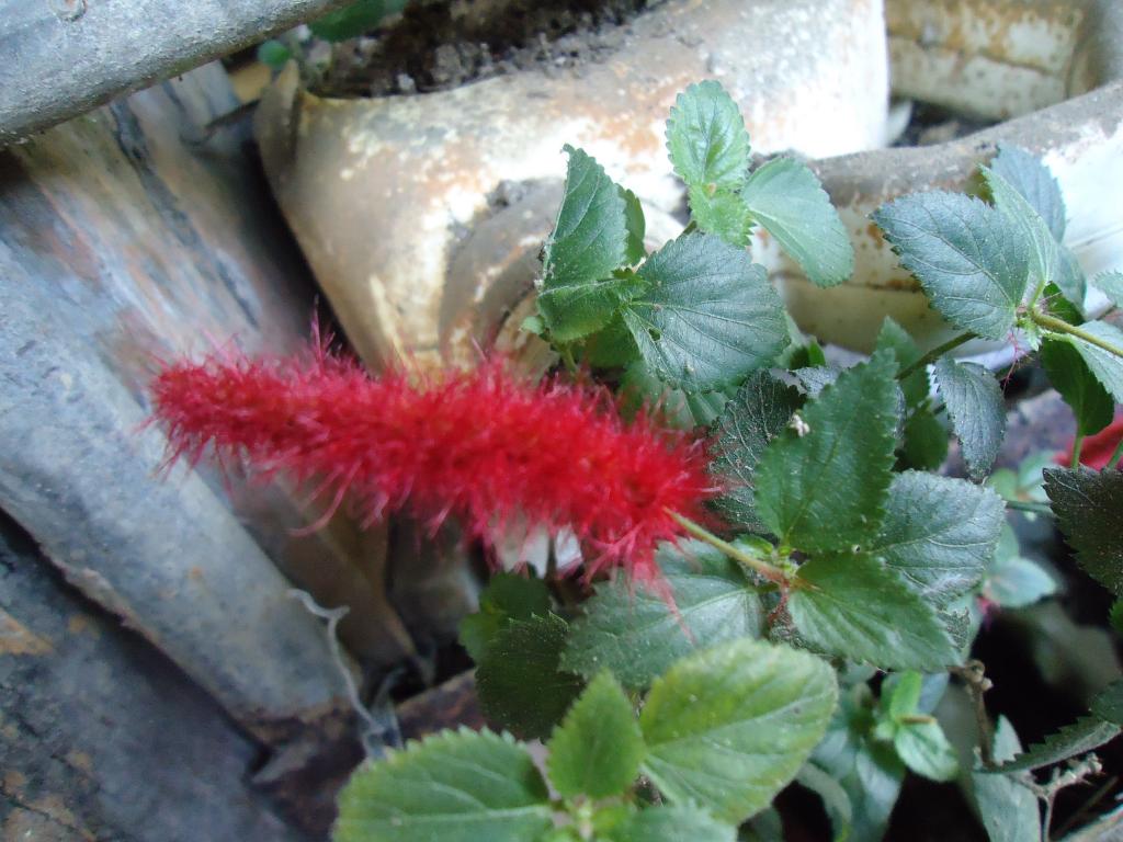 Foto de Shell, Ecuador