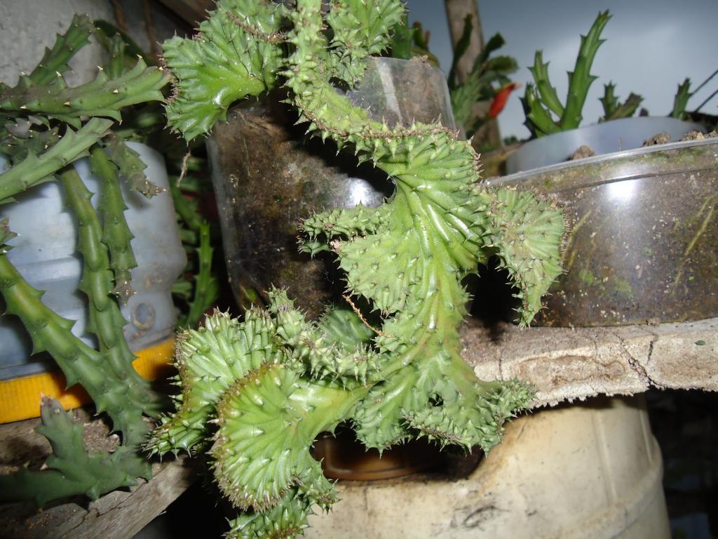 Foto de Shell, Ecuador