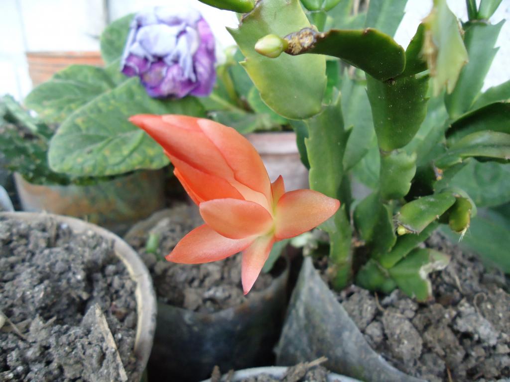 Foto de Te Zulay, Ecuador