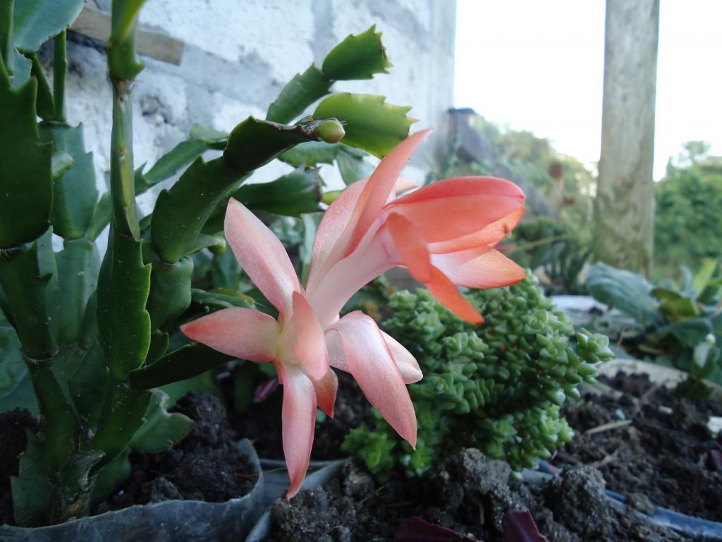 Foto de Te Zulay, Ecuador