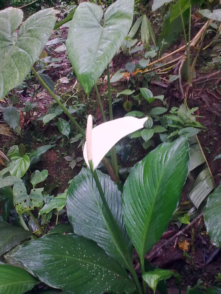 Foto de Te Zulay, Ecuador