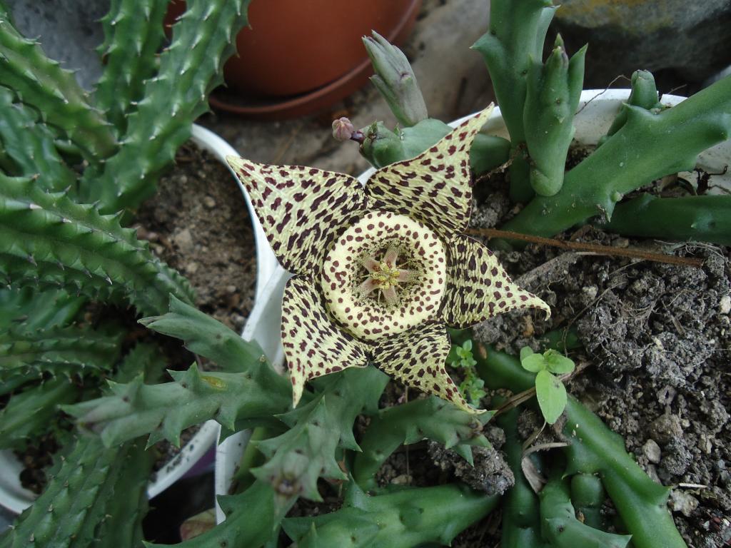 Foto de Te Zulay (Shell), Ecuador