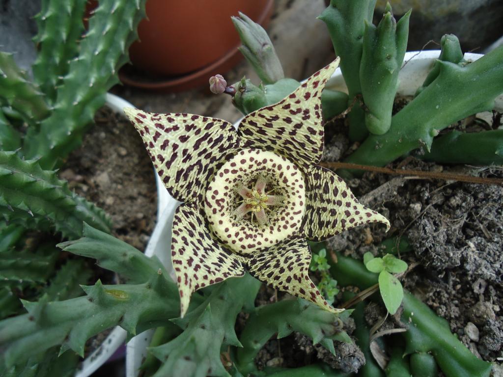 Foto de Te Zulay (Shell), Ecuador
