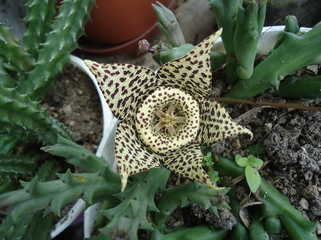 Foto de Te Zulay (Shell), Ecuador
