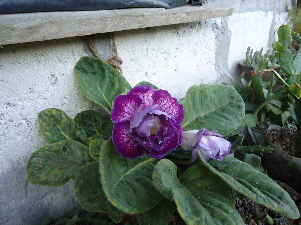 Foto de Te Zulay (Shell), Ecuador