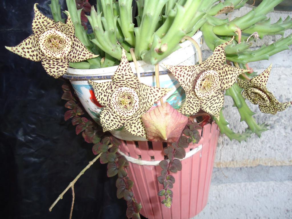 Foto de Te Zulay (Shell), Ecuador