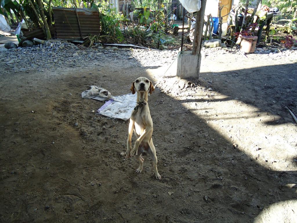 Foto de Puyo, Ecuador