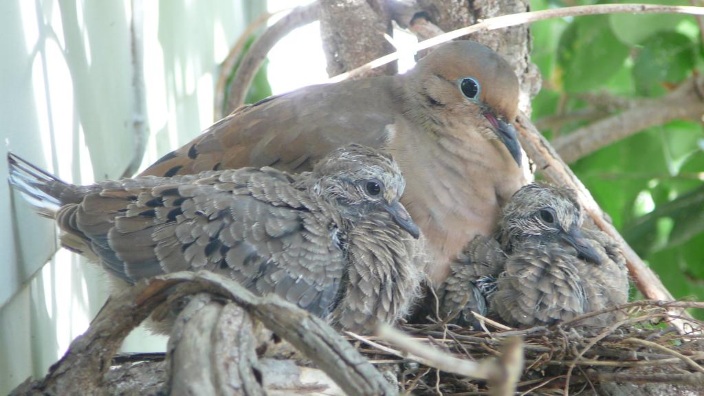 Foto de London (On), Canadá