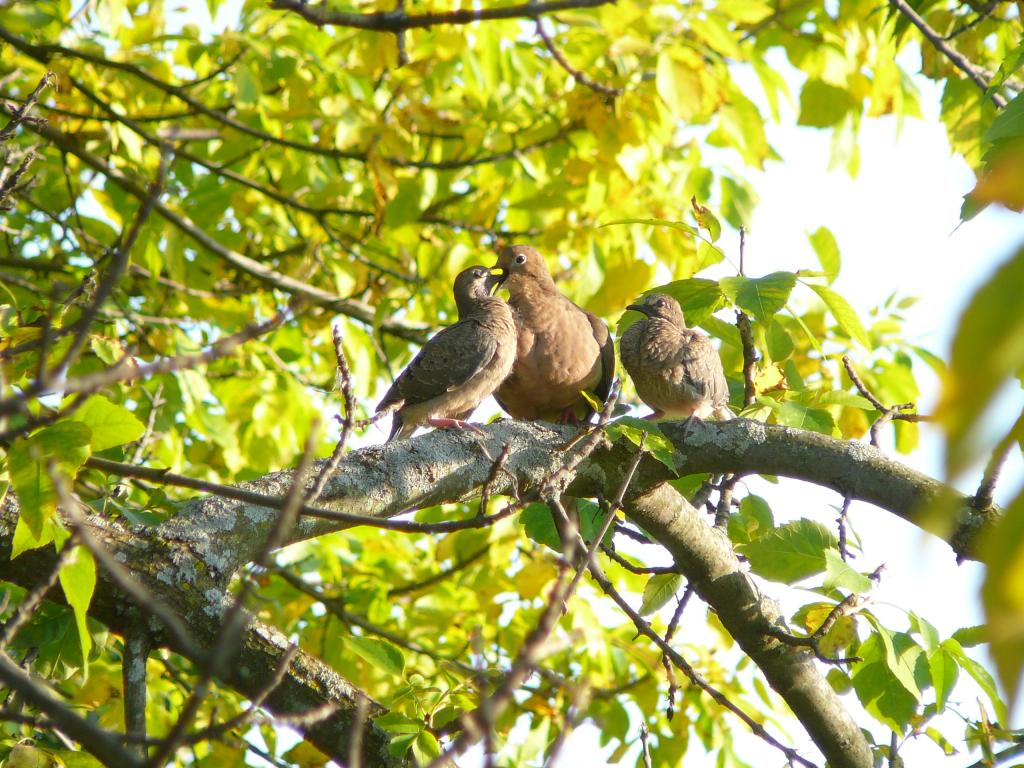 Foto de London (Ontario), Canadá