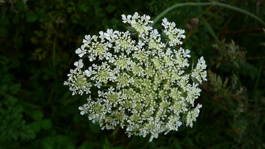 Foto de London (Ontario), Canadá