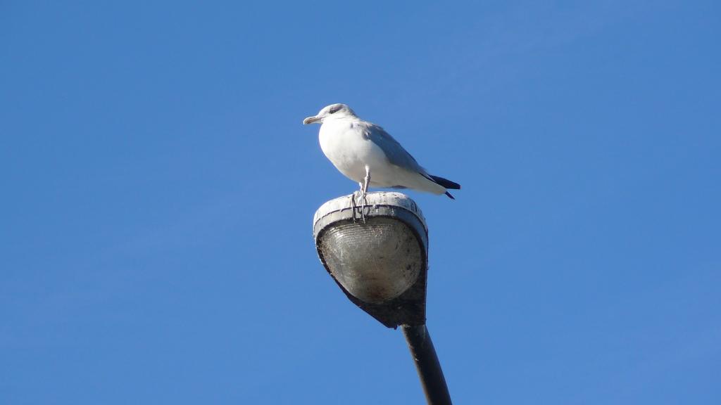 Foto de Paris (Ontario), Canadá