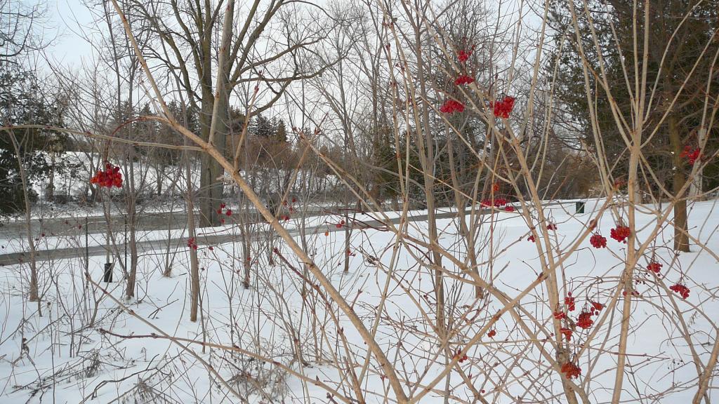 Foto de London (Ontario), Canadá