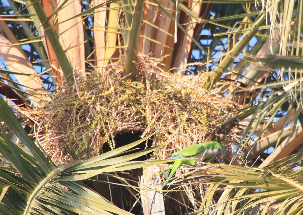Foto de Badalona (Barcelona), España