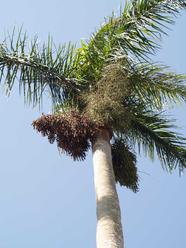 Foto de Pinar del Río, Cuba