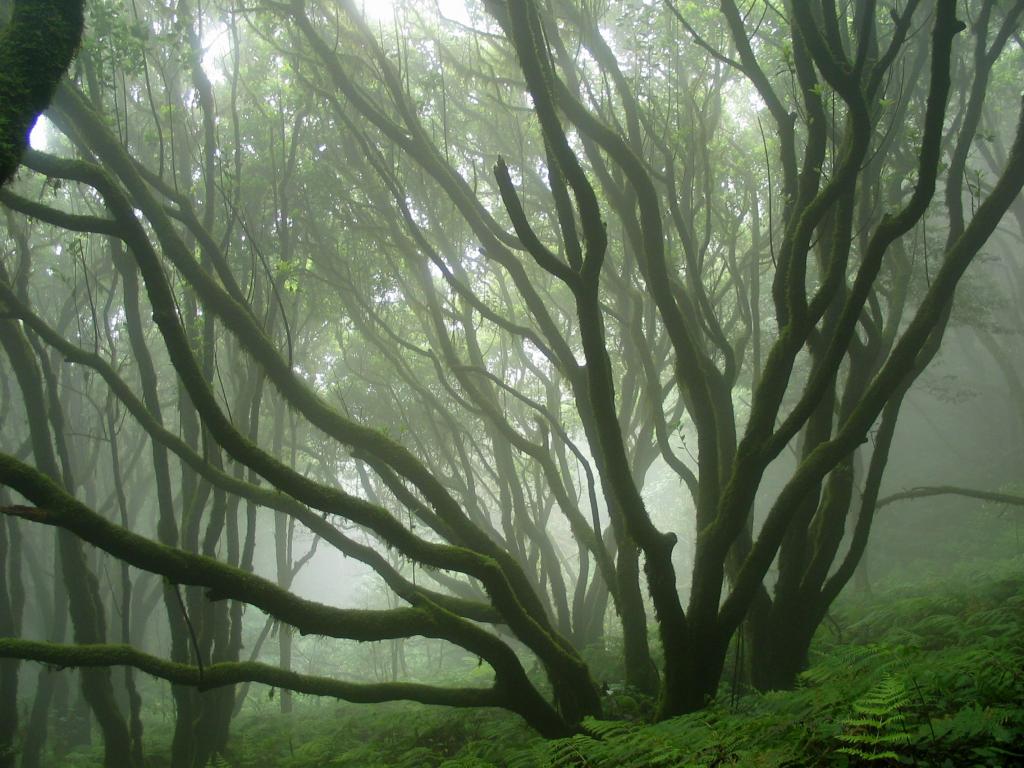 Foto de Santa Cruz de Tenerife (Canarias), España