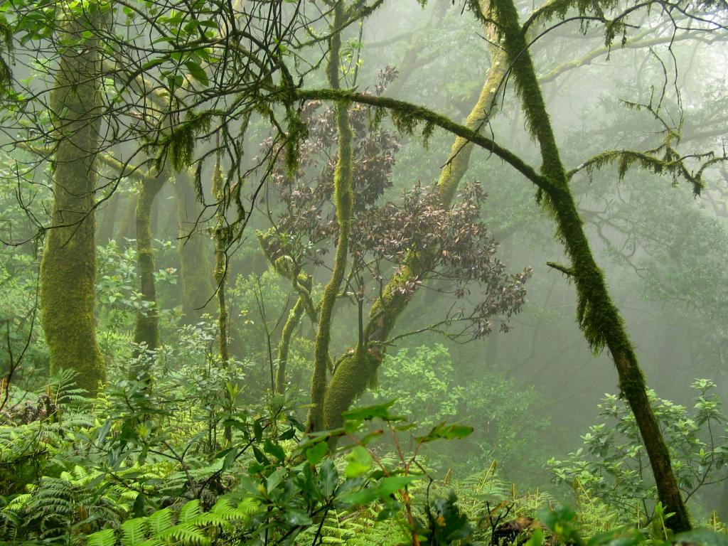 Foto de Santa Cruz de Tenerife (Canarias), España