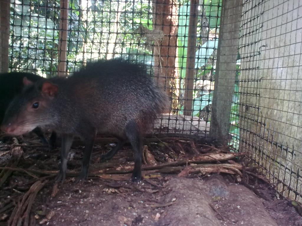 Foto de Simón Bolívar, Ecuador