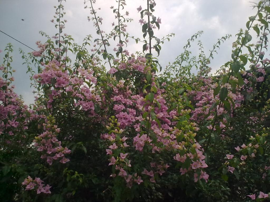 Foto de Simón Bolívar, Ecuador