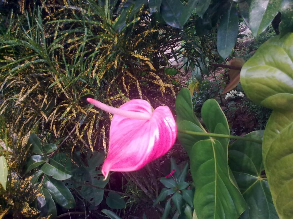 Foto de Simón Bolívar, Ecuador