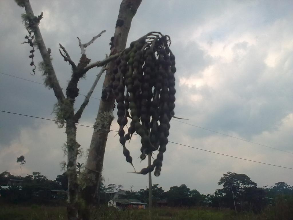 Foto de Simón Bolívar, Ecuador