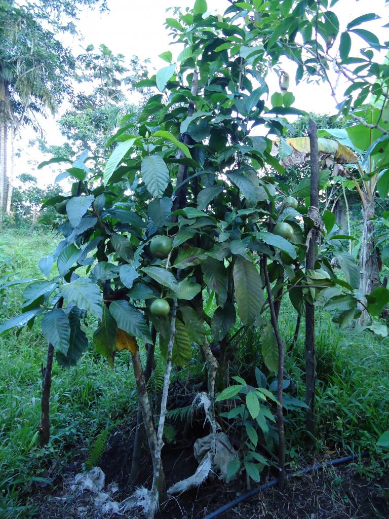 Foto de Puyo, Ecuador