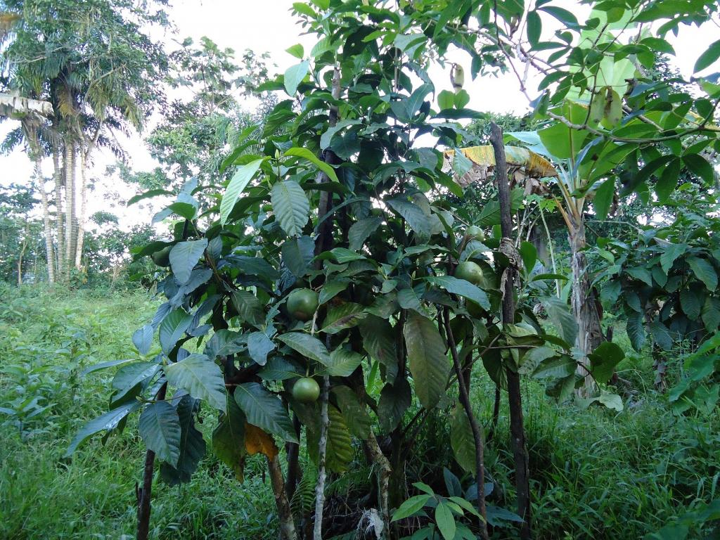 Foto de Puyo, Ecuador