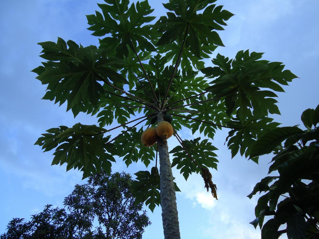 Foto de Puyo, Ecuador