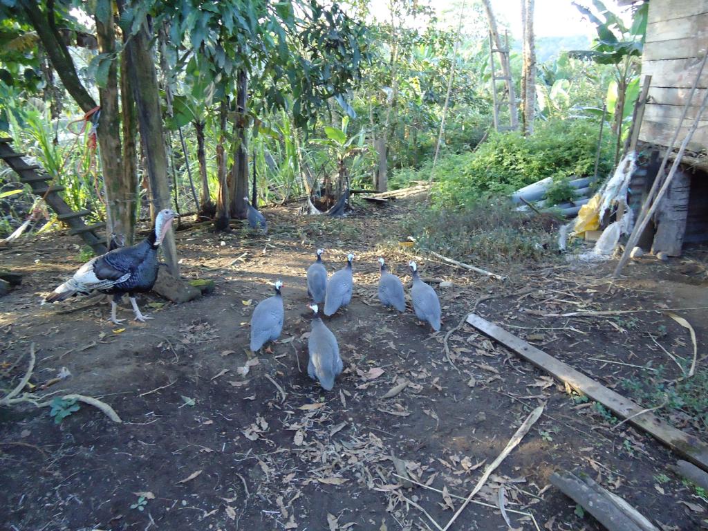 Foto de Puyo, Ecuador
