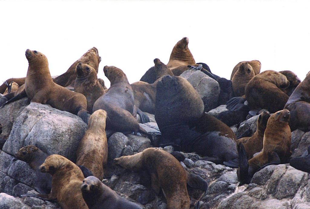 Foto de Cobquecura, Chile