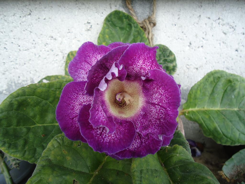 Foto de Te Zulay (Shell), Ecuador