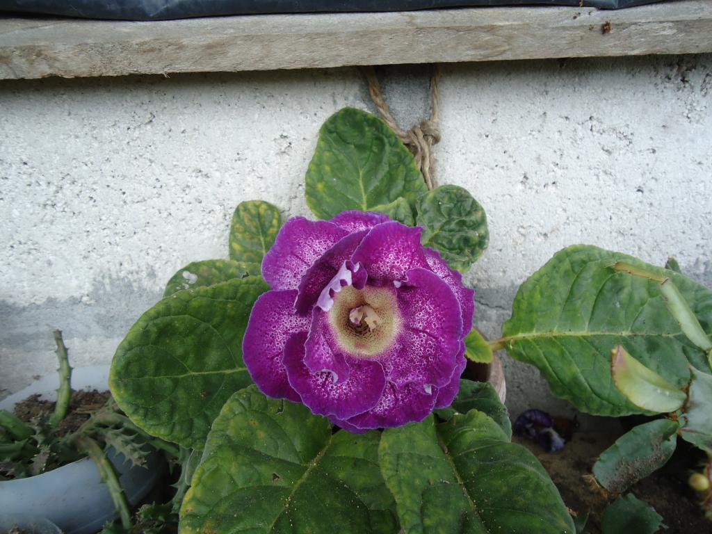 Foto de Te Zulay (Shell), Ecuador