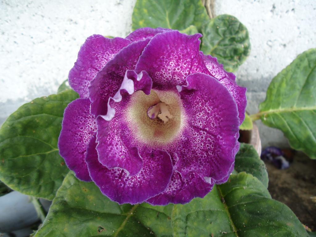 Foto de Te Zulay (Shell), Ecuador